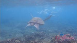 Snorkeling and fucking make a perfect day with Aften.